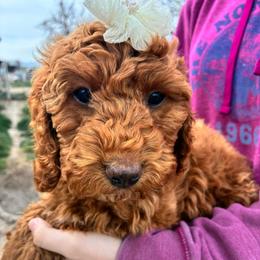 Ice - Red and white female Cockapoo puppy in Adrian, Oregon from ApplebyFarm