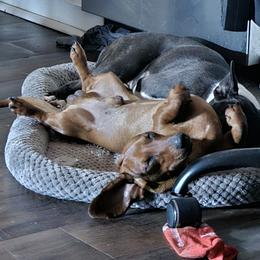 Doobie - Dachshund