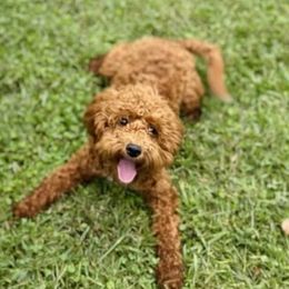 Emma - Goldendoodle