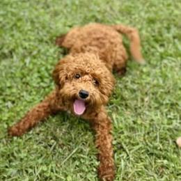 Emma - Goldendoodle