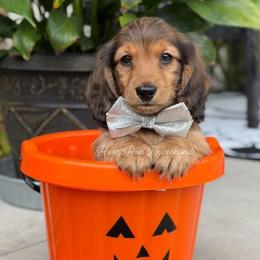 Dachshund Puppies from RRD