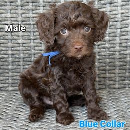 Blue Collar - Chocolate male Goldendoodle puppy in Kingwood, Texas from Kingwood Goldendoodles