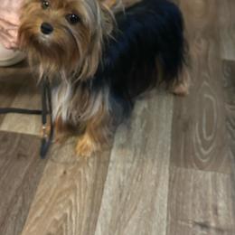 Jasemine - Yorkshire Terrier