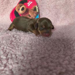 Reese - Chocolate and tan male Dachshund puppy in Opelika, Alabama from Dachshund Darlins