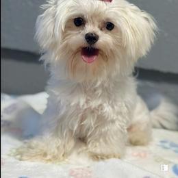 Betty white - Maltese