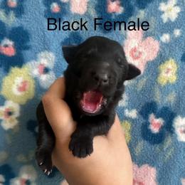 Girl 1 - Black female German Shepherd puppy in Marianna, Florida from Haus M Godwin