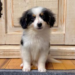 White Tricolor male - Tri-color male Bernedoodle puppy in Brooksville, Florida from Kruger Doodles