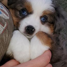 Australian Shepherd, Miniature Australian Shepherd, and Toy Australian Shepherd Puppies from Rumour Has It Aussies