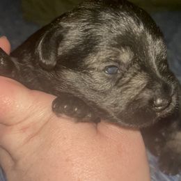 Lady - Salt and pepper Miniature Schnauzer puppy in Troutdale, Oregon from Krystle's Miniature Schnauzers