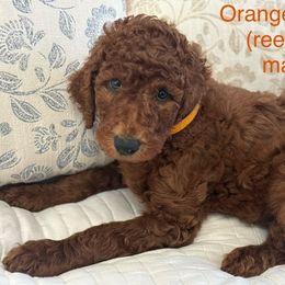 Poodle Puppies from Orange Grounds Poodles
