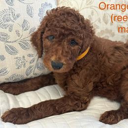 Poodle Puppies from Orange Grounds Poodles