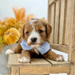 Waylon - Red  male Goldendoodle puppy in Queen Creek, Arizona from Goldendoodle AZ