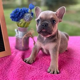 Spud - Blue fawn male French Bulldog puppy in Hopkins, Missouri from Mowry Creek Mini Aussiedoodles and More