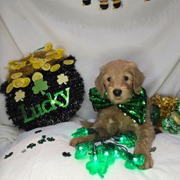 Alex - Cream male Goldendoodle puppy in Georgetown, Tennessee from Georgetown Designer & Purebred Puppies