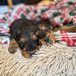 Girl 2 - Black and tan female Airedale Terrier puppy in Marshallville, Ohio from Anne's Pups