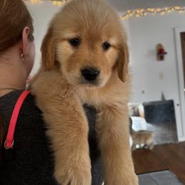 Mistletoe - Golden female Golden Retriever puppy in Indiana County, Pennsylvania from Liberty's Legacy Goldens