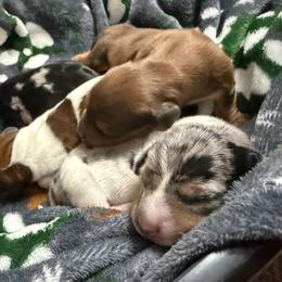 Dachshund puppies from Daschund Pups