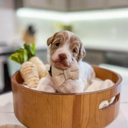 River - Parti male Goldendoodle puppy in Sulphur, Louisiana from Curly Q’s Of Carlyss