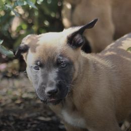 Belgian Malinois from Hershel's