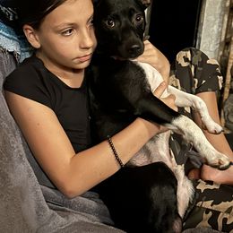 Rat Terrier Puppies from Haiku Rat Terriers