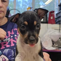 Female 1 - White black and tan female Rat Terrier puppy in Divide, Colorado from Outlaw Farm and Kennel