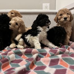 Boy 1 - Parti Poodle puppy in New York from Honeycutt Akc Standard Poodles