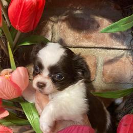Tilly - Chocolate and white female Chihuahua puppy in Red Bluff, California from Aye Chihuahua
