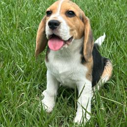 Laney - Blue tan and white female Beagle puppy in Needville, Texas from Rancho Robles Kennels