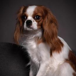 Izzie - Cavalier King Charles Spaniel