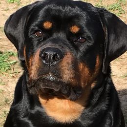 Rottweilers from A & A Rottweilers