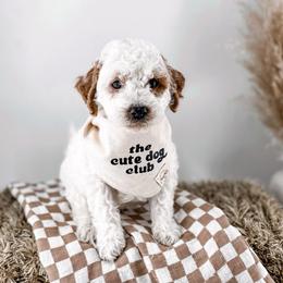 Blessing - Parti male Goldendoodle puppy in Russell Springs, Kentucky from Milk & Honey Doodles