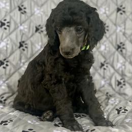 Green girl - Silver female Poodle puppy in East Wenatchee, Washington from Stylish Standards