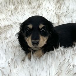 Bebe's Black and Cream - Black and cream female Dachshund puppy in Kalama, Washington from Dazzling Doxies