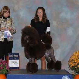 Cocoa - Poodle