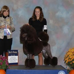Cocoa - Poodle