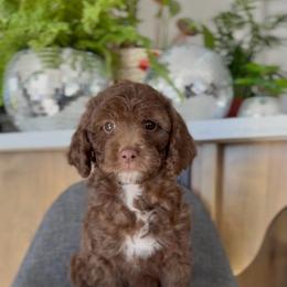 Matilda - Chocolate female Goldendoodle puppy in St George, Utah from Doodle Bears of Southern Utah