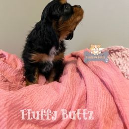 Cavalier King Charles Spaniel, Golden Retriever, and Poodle Puppies from Fluffy Buttz