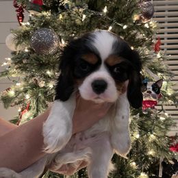 Cavalier King Charles Spaniel Puppies from Ridgefield Cavaliers