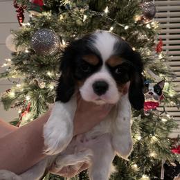Cavalier King Charles Spaniel Puppies from Ridgefield Cavaliers