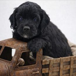 Brown - Black male Goldendoodle puppy in Byron, Georgia from Southern Olive Doodles 🫒