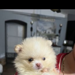 Boy 1 - Cream male Pomeranian puppy in Visalia, California from Exotic_fresita_poms