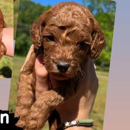 Poodles from Ol North State Kennels