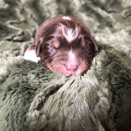 Australian Shepherd Puppies from Burdock Hill Australian Shepards