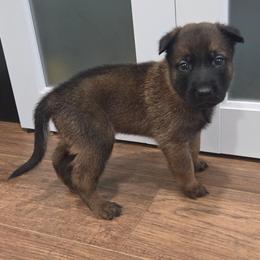 Grumpy - Fawn male Belgian Malinois puppy in Signal Mountain, Tennessee from Torgun Police Dogs
