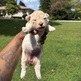 Beanie - Cream female Poodle puppy in Chattanooga, Tennessee from SoftPaw Kennels