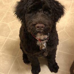 Portuguese Water Dog Puppies from Prestige Portuguese Water Dogs