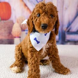 Chip - Red  male Goldendoodle puppy in Apopka, Florida from Rae Precious Puppies