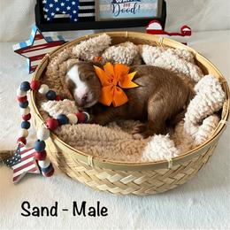 Sand - Orange Collar Male - Red  male Goldendoodle puppy in Bradenton, Florida from Suncoast Goldendoodles