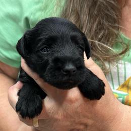 Valor - Black female Miniature Schnauzer puppy in Alexandria, Indiana from Wiggin SVF Miniature Schnauzers