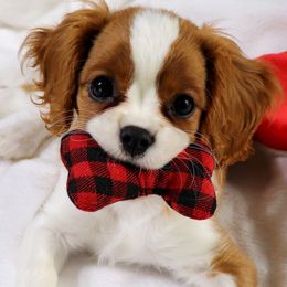 Cavalier King Charles Spaniels from Graceful Acres